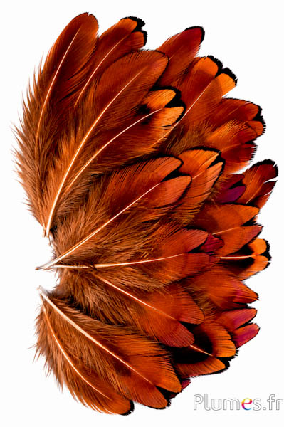 Fazant van Colchis - 3-5 cm - karamel